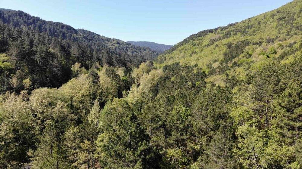 Yeşilin binbir tonuna ev sahipliği yapıyor