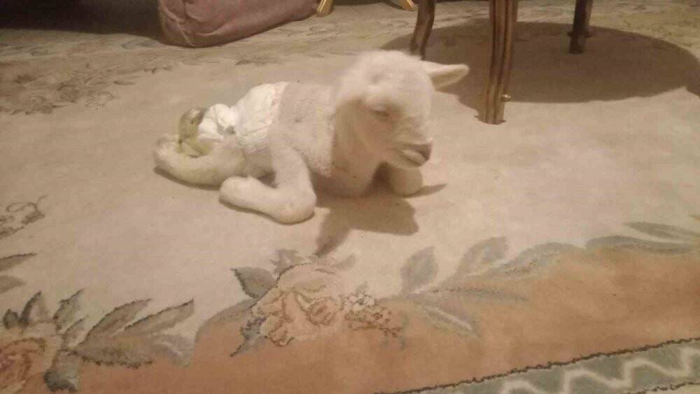 Bacakları ters doğan kuzu görenleri şaşırttı