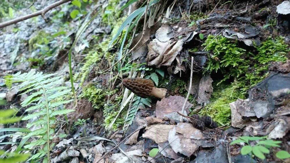 Fiyatı altınla yarışıyor