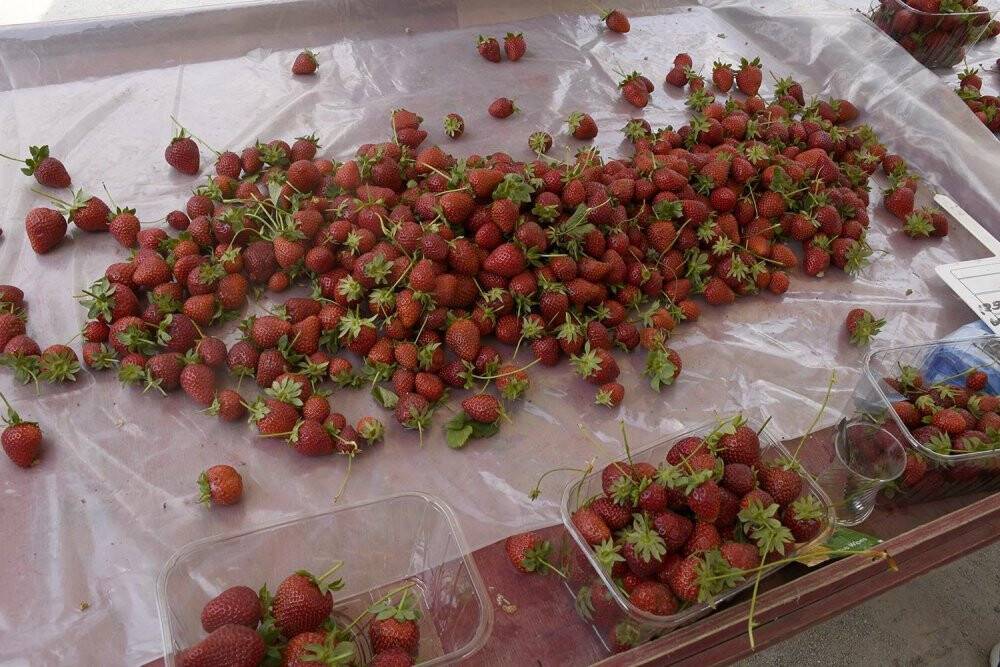 Bu pazarda üreticiler emeklerinin karşılığını alıyor