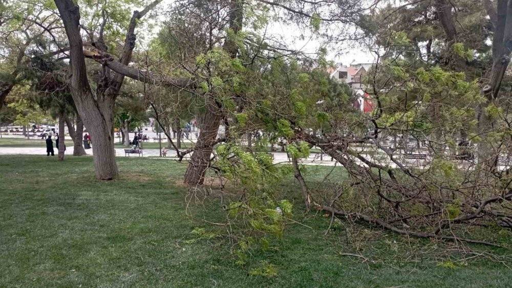 Konya'da rüzgarın kırdığı dalın altında kalan genç yaralandı