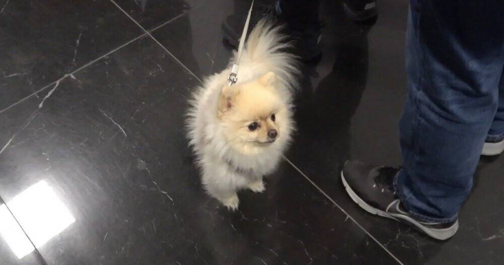 Oy kullanmaya köpeği ile geldi