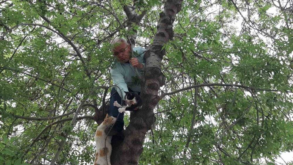 Yavru kediyi annesine kavuşturmak için hayatını hiçe saydı