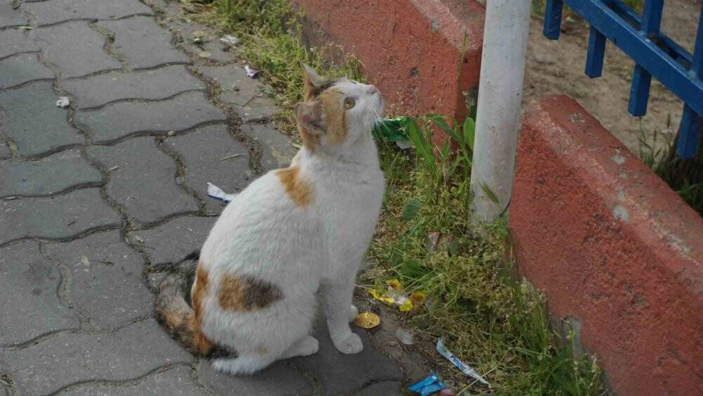Yavru kediyi annesine kavuşturmak için hayatını hiçe saydı