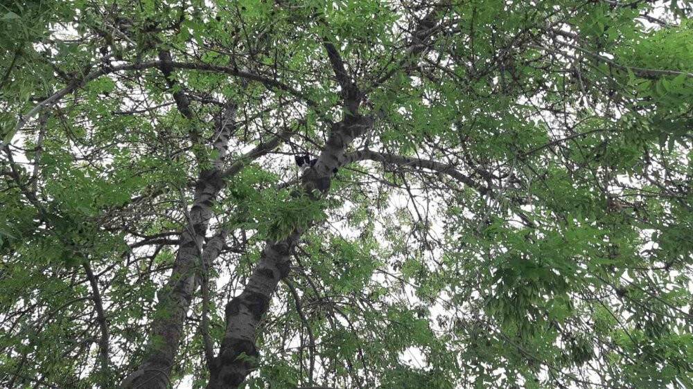 Yavru kediyi annesine kavuşturmak için hayatını hiçe saydı