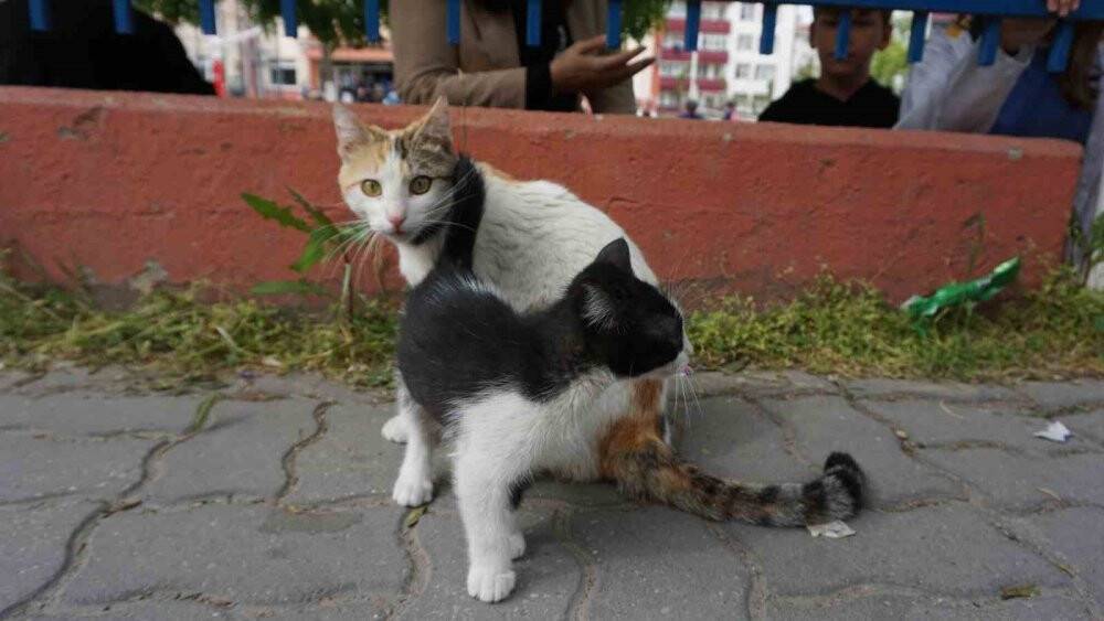 Yavru kediyi annesine kavuşturmak için hayatını hiçe saydı