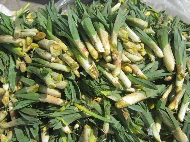 “Çiriş Otu” deyip geçmeyin