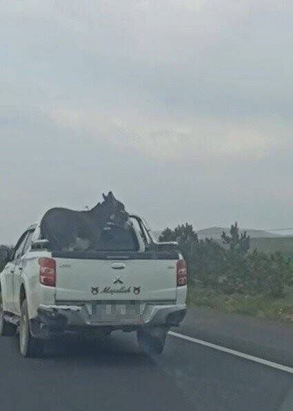 Pikap kasasına bağlanan eşek yürekleri ağza getirdi!