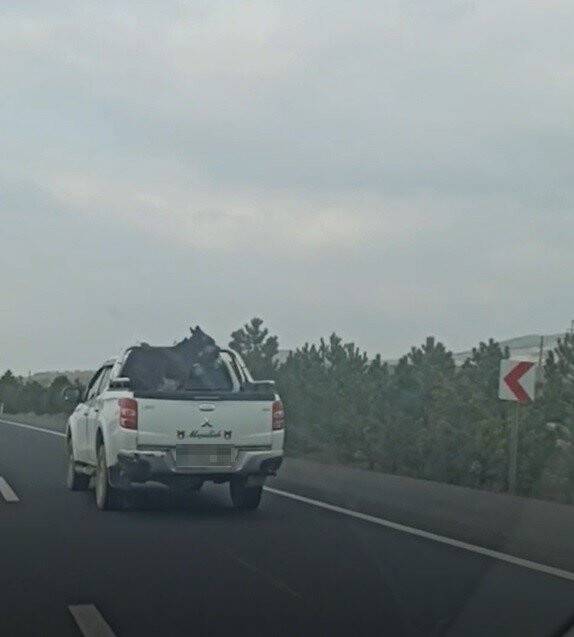 Pikap kasasına bağlanan eşek yürekleri ağza getirdi!