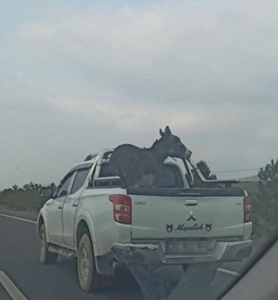 Pikap kasasına bağlanan eşek yürekleri ağza getirdi!