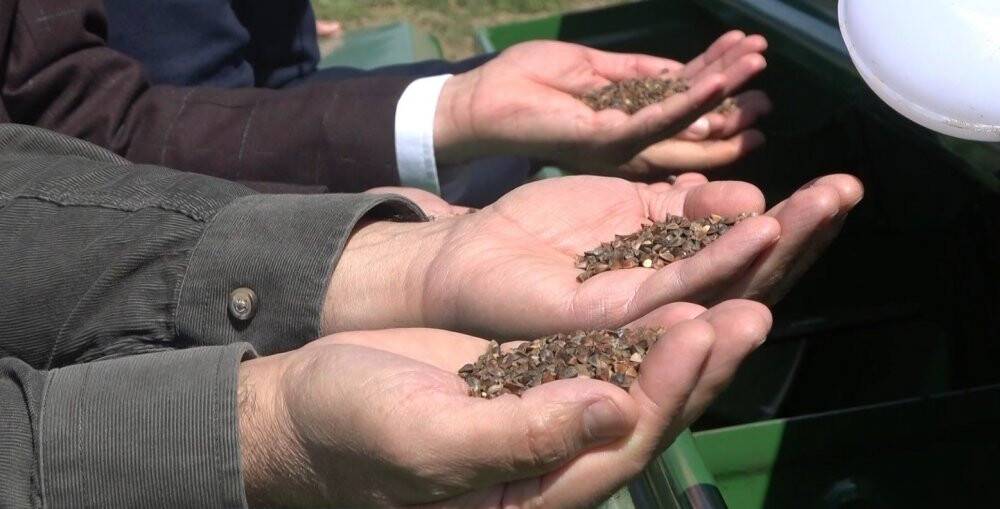 Karabuğday tohumları toprakla buluştu