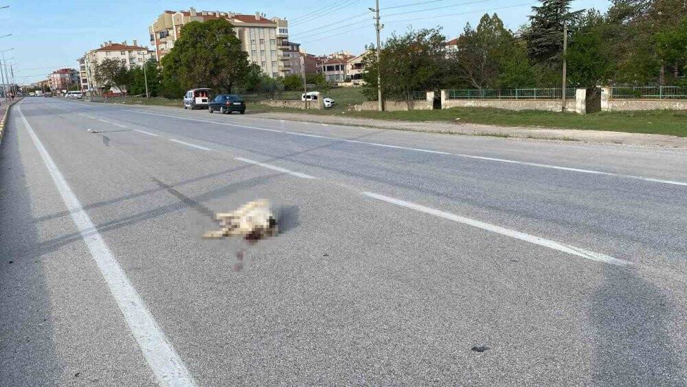 Konya'da Köpeğe çarpan araç takla attı: 1 yaralı