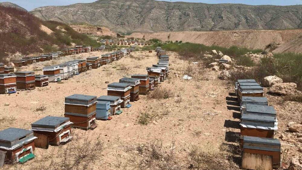 Bal arılarının tatlı bal yolculuğu başladı