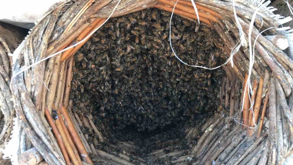 Bal arılarının tatlı bal yolculuğu başladı