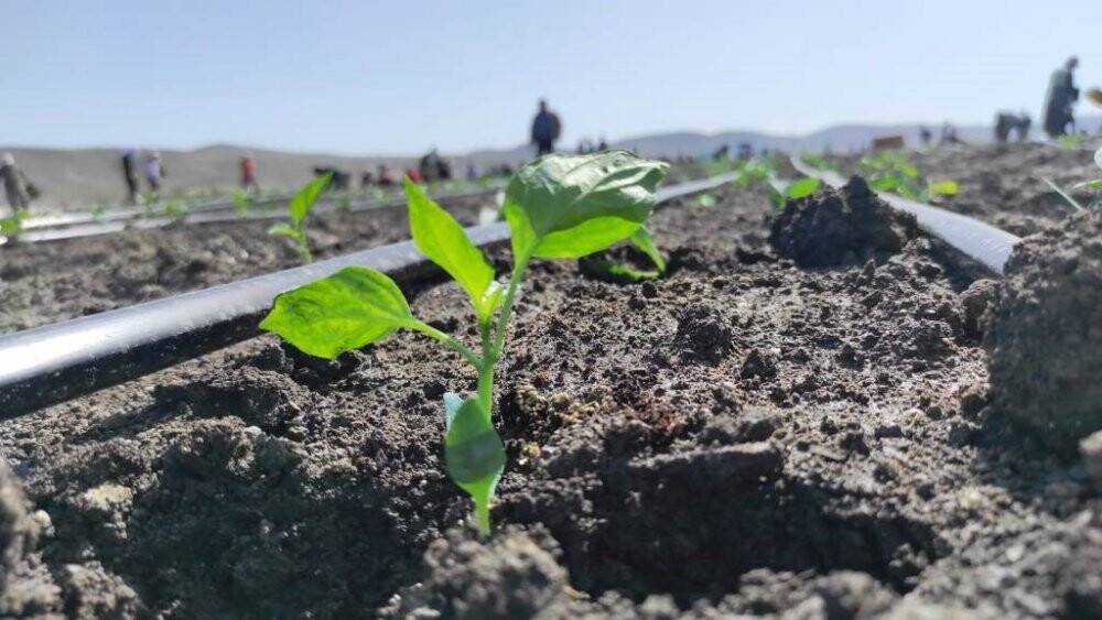 Ereğli'de yılın ilk fide ekimi gerçekleştirildi