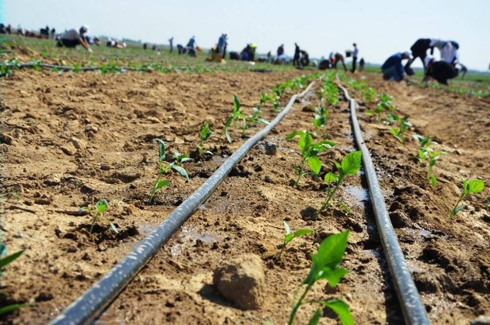 Ereğli'de yılın ilk fide ekimi gerçekleştirildi