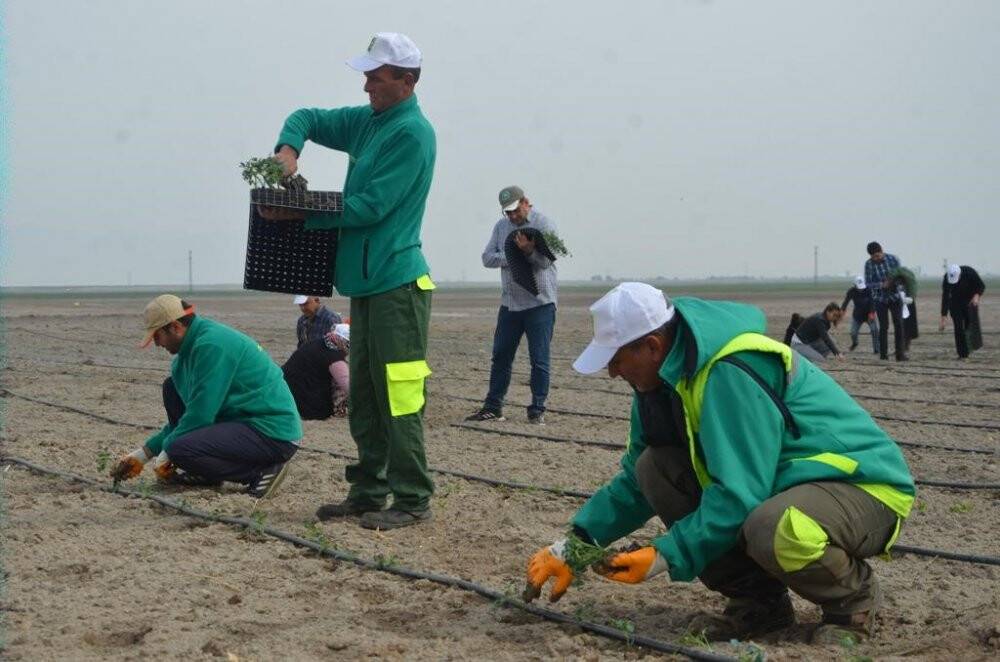 Ereğli'de yılın ilk fide ekimi gerçekleştirildi