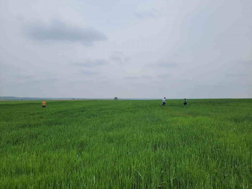 Süne kıymetlendirme sürveyi çalışmaları başladı