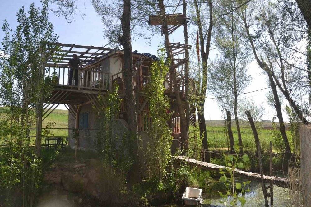 Görenler gözlerine inanamıyor, ağaçların dallarında meyve yerine tabut var