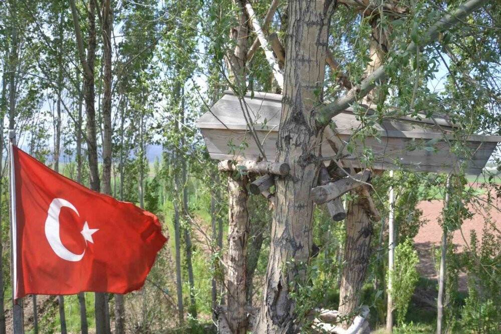 Görenler gözlerine inanamıyor, ağaçların dallarında meyve yerine tabut var