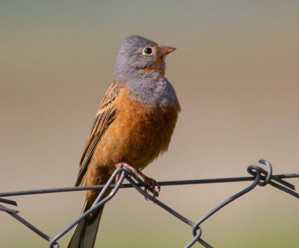 Kuşların göç yolculuğunu ölümsüzleştirildi