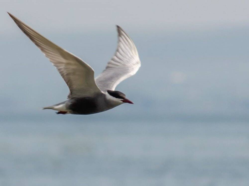 Kuşların göç yolculuğunu ölümsüzleştirildi