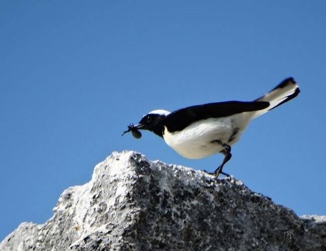 Kuşların göç yolculuğunu ölümsüzleştirildi