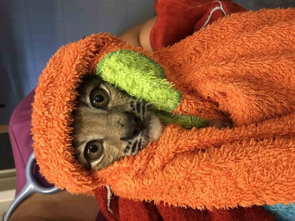 Yavru vaşak artık özgür