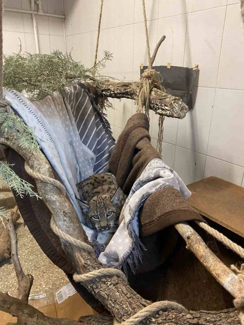 Yavru vaşak artık özgür