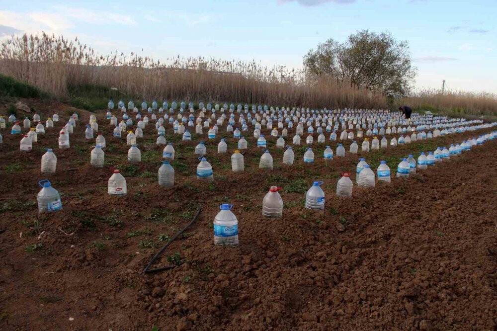 Domates fidelerini doludan korumak için bulduğu çözüm akıllara durgunluk verdi