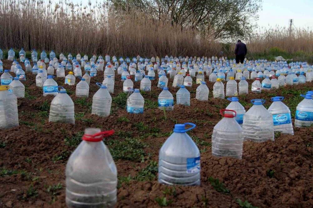 Domates fidelerini doludan korumak için bulduğu çözüm akıllara durgunluk verdi