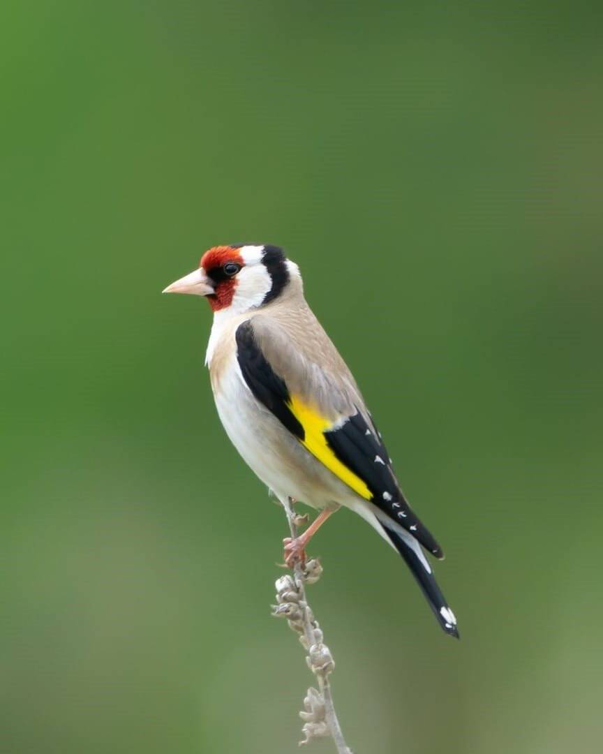 Kuş gözleminde Balıkesir dördüncü oldu