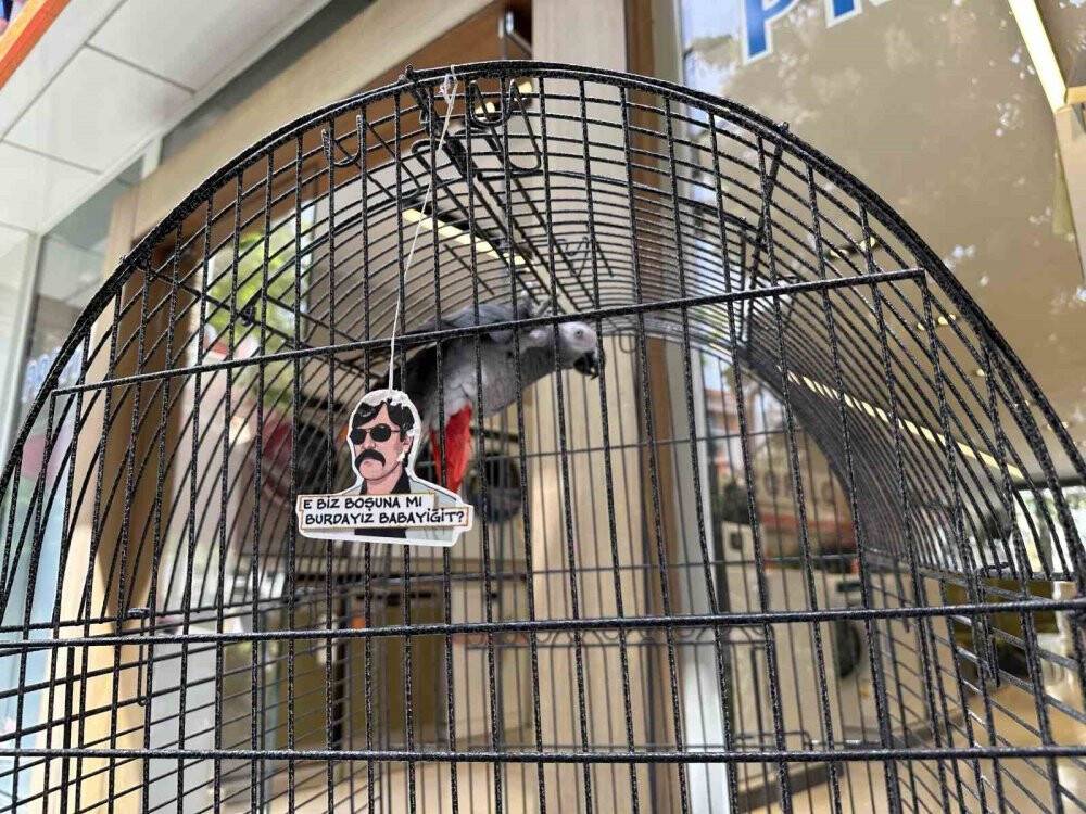 ’Pala’ isimli papağan kargalara özendi, Türkçeyi unuttu