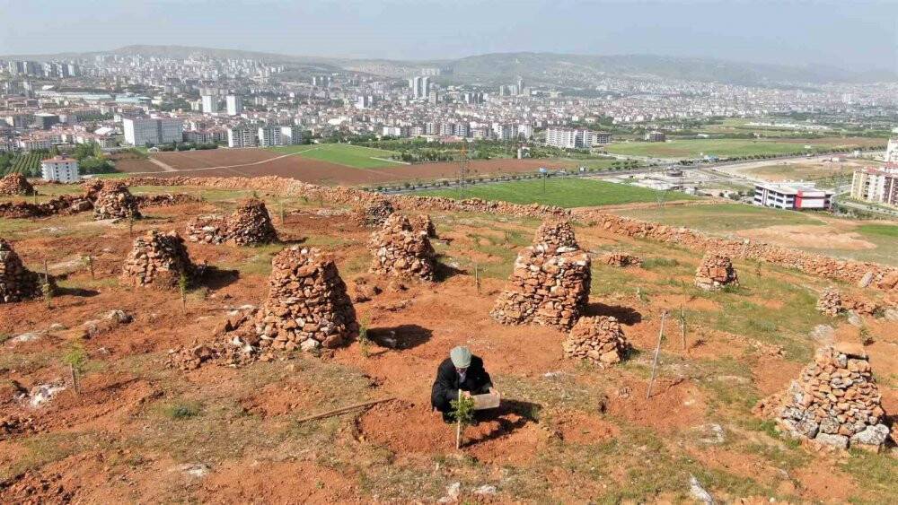 77’lik İsmail dede, dağlık araziyi ağaçlarla kapladı