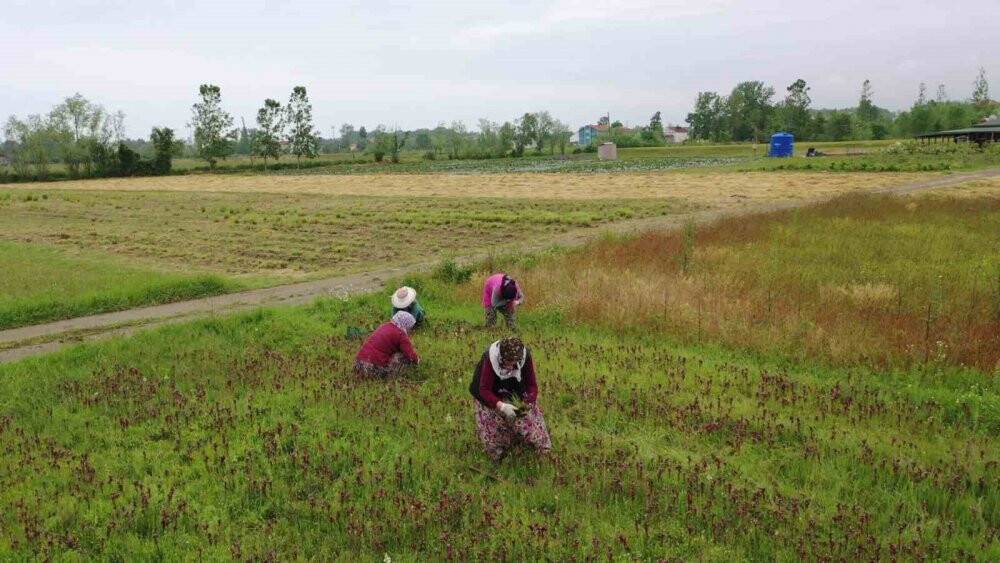 Topraktan çıkan altın: Kilosu 2 bin TL