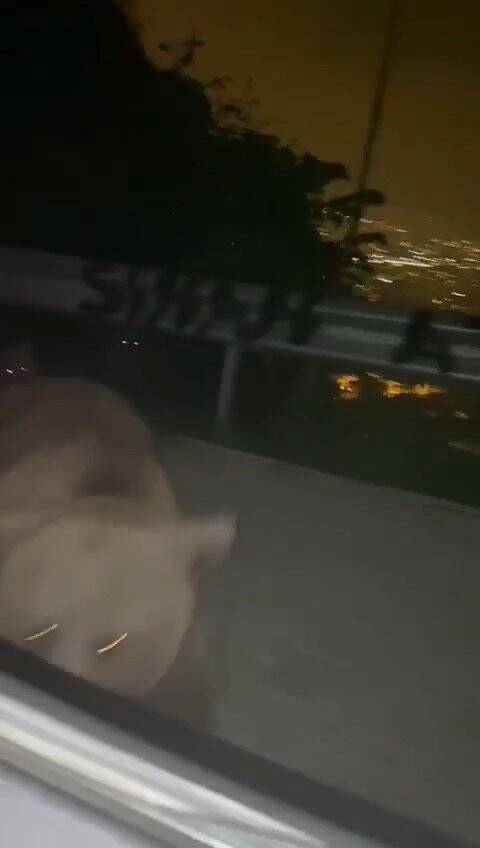 Anayola inen ayı, yanında yavaşlayan otomobile saldırdı