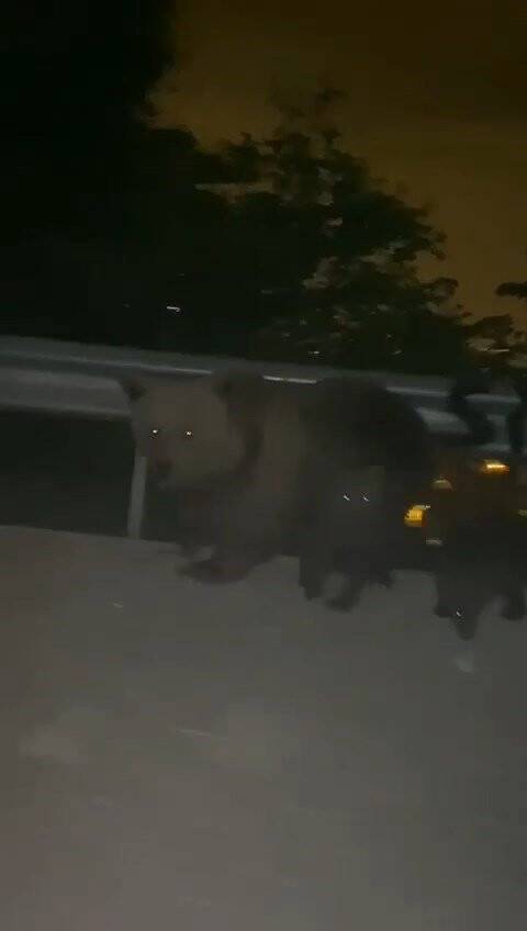 Anayola inen ayı, yanında yavaşlayan otomobile saldırdı