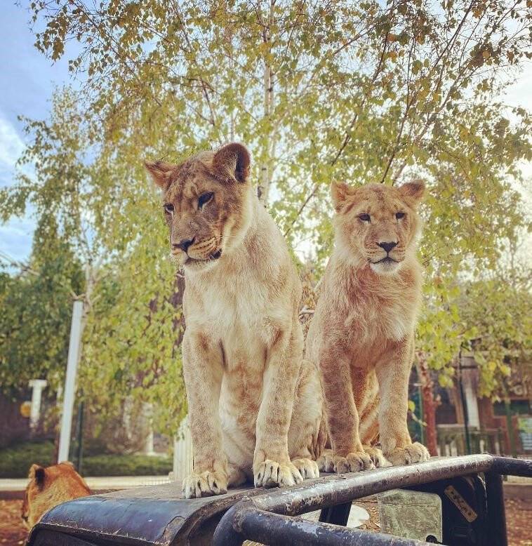 Aslanın saldırısına uğrayan çocuğu parçalanan saç derisi dikildi