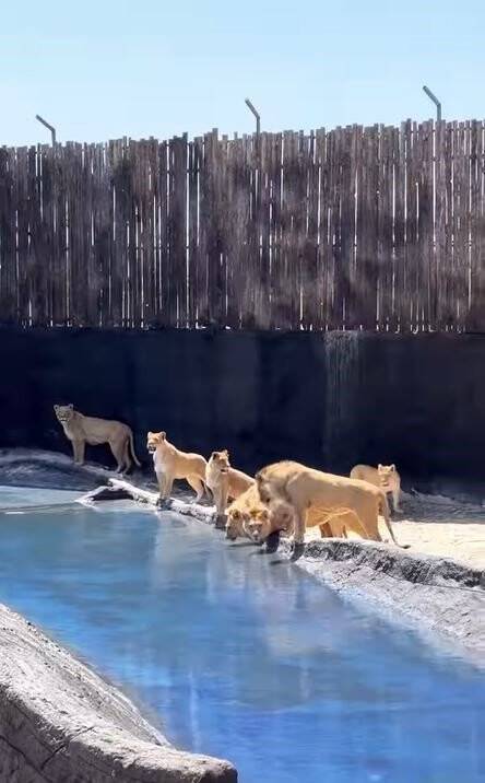 Aslanın saldırısına uğrayan çocuğu parçalanan saç derisi dikildi