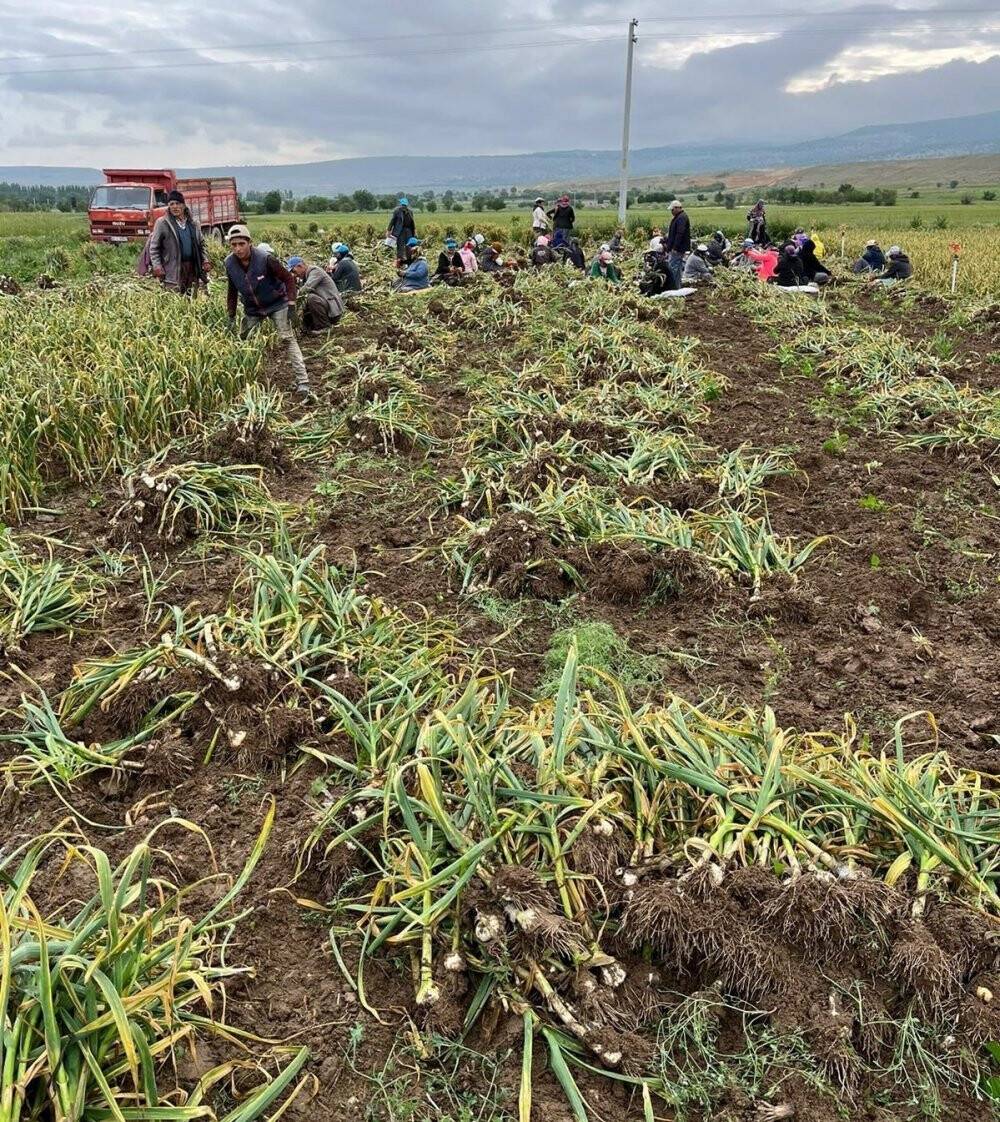 Konya’da sağanak yağış sarımsak tarlalarını vurdu