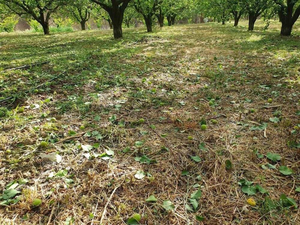 Mersinde dolunun zarar verdiği bahçelerde hasar tespit çalışması başlatıldı