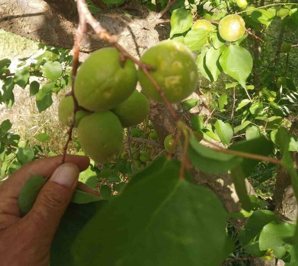 Mersinde dolunun zarar verdiği bahçelerde hasar tespit çalışması başlatıldı