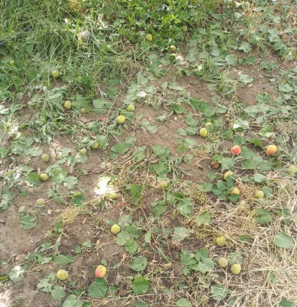 Mersinde dolunun zarar verdiği bahçelerde hasar tespit çalışması başlatıldı