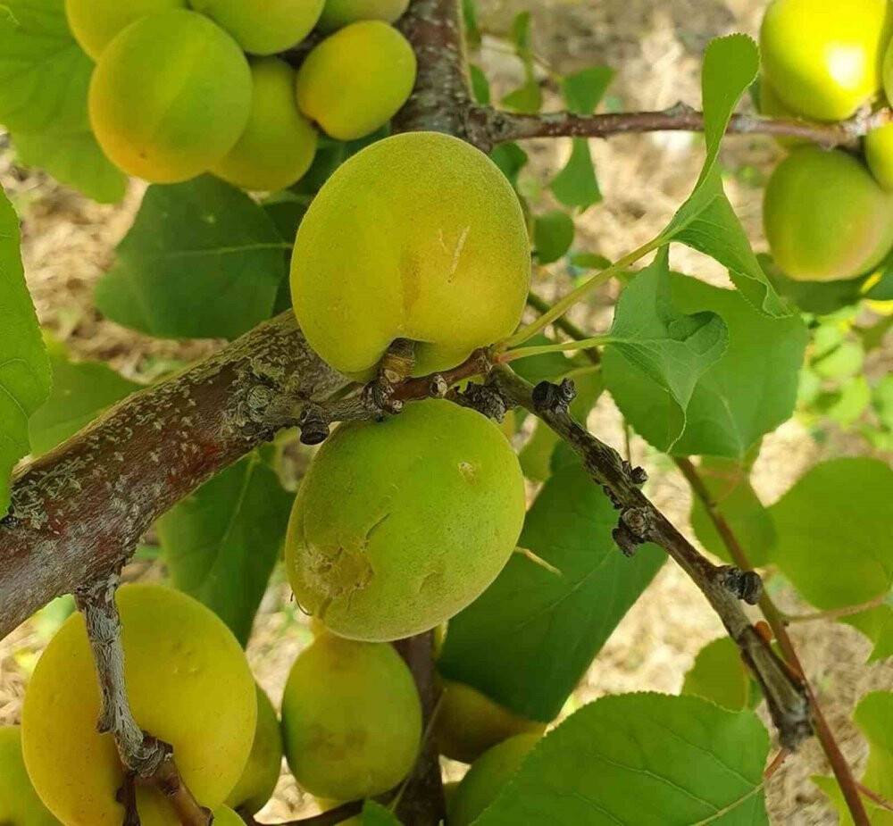 Mersinde dolunun zarar verdiği bahçelerde hasar tespit çalışması başlatıldı