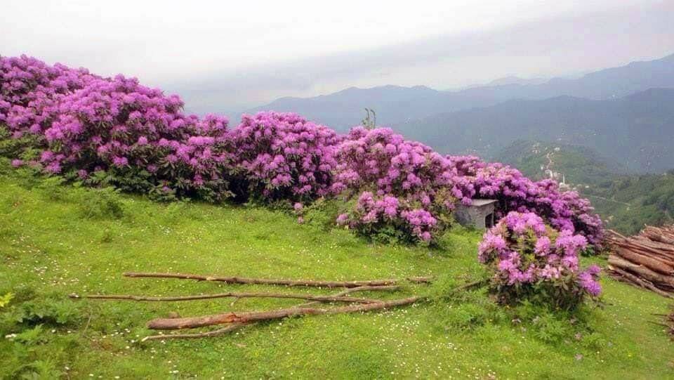 Orman gülleri yaylaları renklendirdi