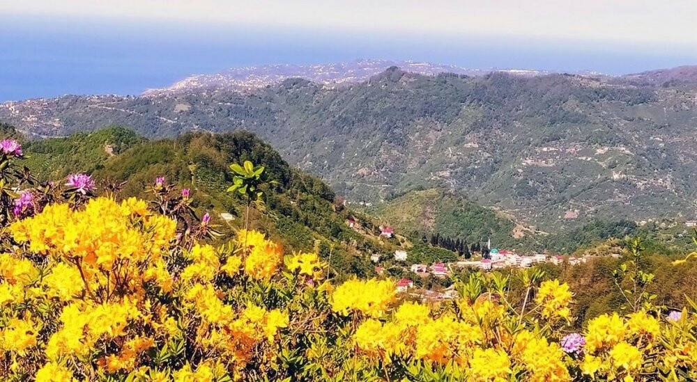Orman gülleri yaylaları renklendirdi