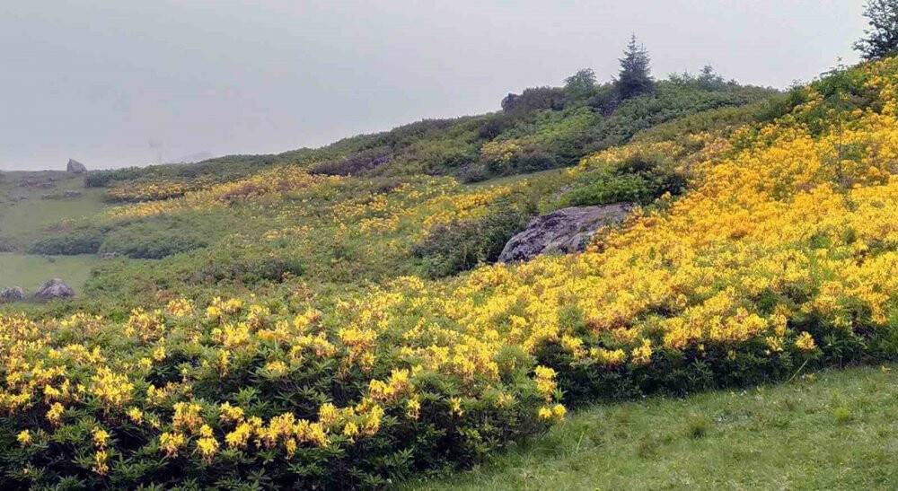 Orman gülleri yaylaları renklendirdi