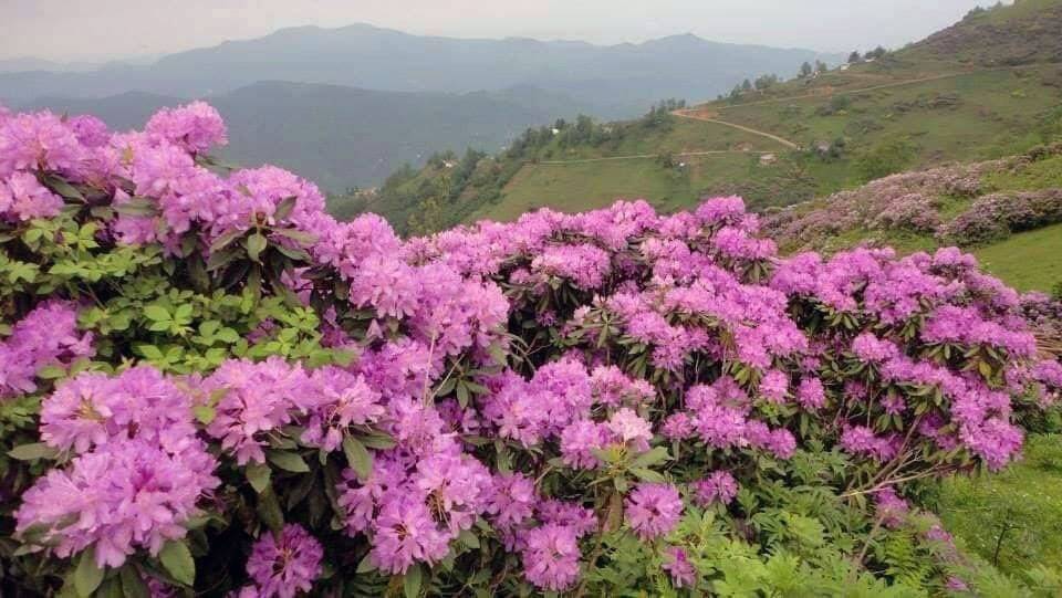 Orman gülleri yaylaları renklendirdi