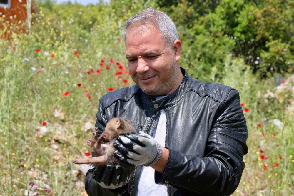 Arazide Çakal yavrusu buldu, jandarmaya teslim etti