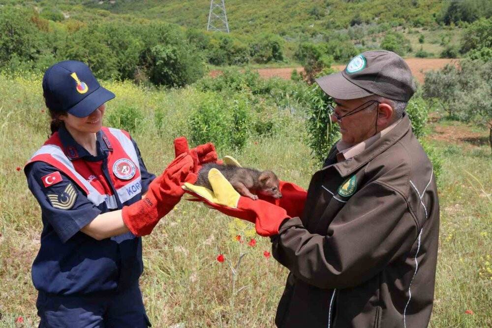 Arazide Çakal yavrusu buldu, jandarmaya teslim etti